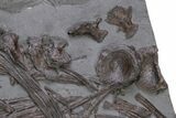 Fossil Ichthyosaur (Stenopterygius) Bone Cluster - Germany #240217-2